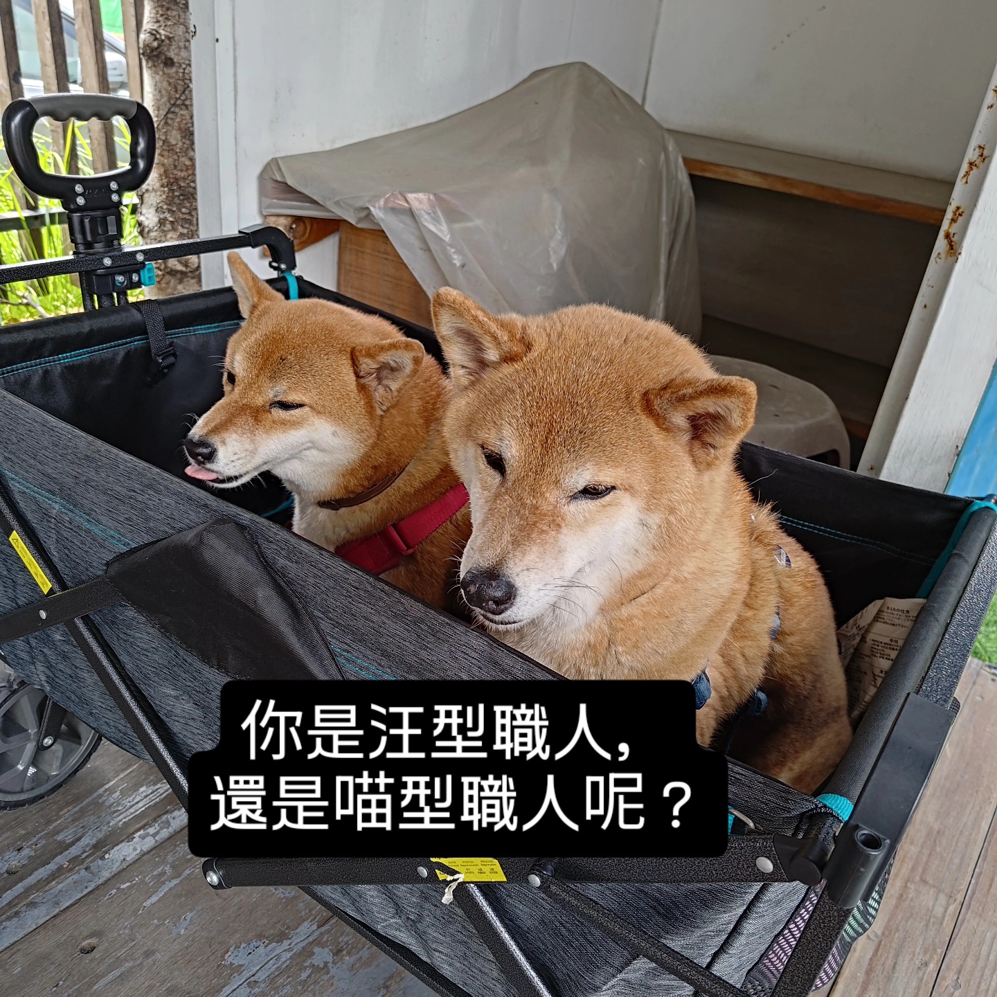 汪喵型